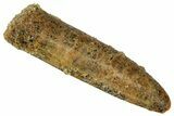 Fossil Sauropod Dinosaur (Titanosaur) Tooth - Morocco #329042-1